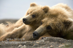 magicalnaturetour:  Grizzly bear and cub  by wileyimages.com