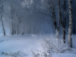 inspirationgallery:  Winter 