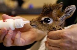 jojoish:  baby giraffe!!!