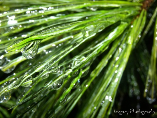 <p>~~’TiS tHe SeAsOn To Be MeRrY!~~</p>

<p>This image of icy pine needles was taken during a family trip to Deep Creek, Maryland…a WONDERFUL time spent with loved ones.</p>

<p>Imagery Photography can help you capture the joys of the season too!</p>