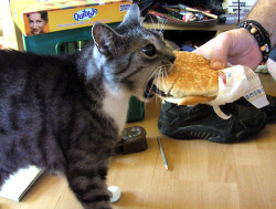 mellopwn:  The fucking cat finally got the cheeseburger. We can