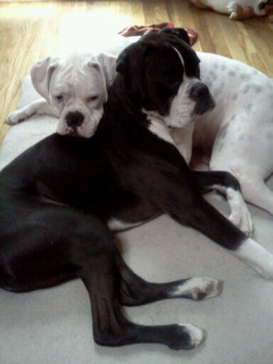 fuckyeahboxers:  Hercules and Atilla love to cuddle <3 