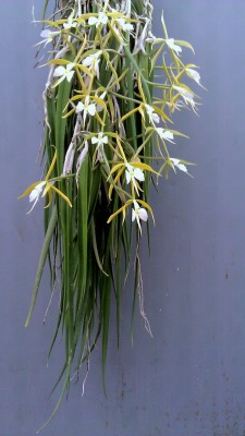 orchiddynasty:Epidendrum parkisonianum For some reason, I have