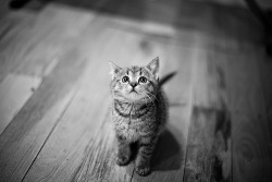 neekaisweird:  Kitten (by Andrew Tallon) 