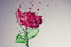 laughingsquid:  A Splash of Rose, A Stunning Composite Photo