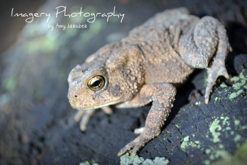 <p>Imagery Photography strives to capture nature at its finest!</p>