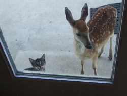 unimpressedcats:  talisman:  mom can she sleep over   no deer