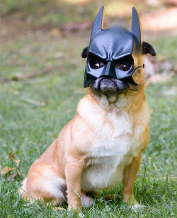 darks1de:  batpug 