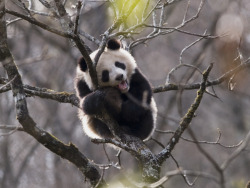 Giant Panda Photos