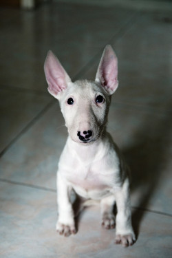 n0vella:  点儿八  - puppy English bull terrier by marcusuke