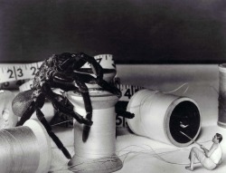oldhollywood:  Grant Williams in The Incredible Shrinking Man