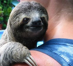 foreverchildblog:  beastc0re:  look at this sloth this sloth
