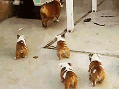 captaincanid:  meganphntmgrl:   Bulldog pups chase their mama.
