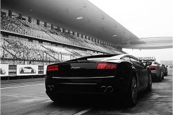 automotivated:  Lamborghini Gallardo Line-up (by This will do)
