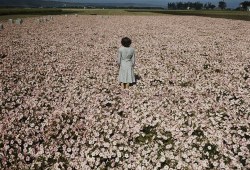  A woman standing in a field of flowers. Photograph by George