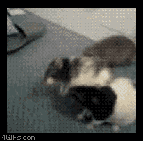 frankoceanfanclub:  harjotlall:  Rats fighting then forget why