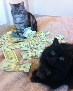  kitties and cash…
