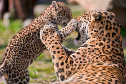  Mayra fighting with her mother (by Tambako the Jaguar) 