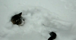 toptumbles:Snow cats