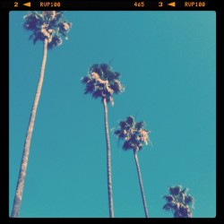 Palm 2.0, midday front yard version. (Taken with instagram)