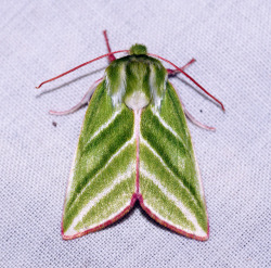 fuckyeahmoths:  Pseudoips prasinana (Green Silver-lines) 