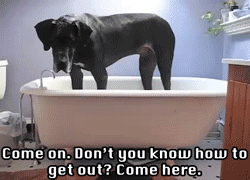 im-cool-like-that:  Great Dane is Stuck in the Tub 