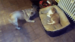 toptumbles:Bulldog wants his bed back