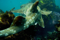 theoceaniswonderful:  The grace of a Wobbegong shark by Dermal