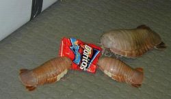 tampaxsuperstar:  isopods eating your bag of chips  Get out of