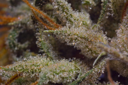 bl0winonmedicinal:  sour grapes macro 