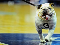 siphotos:  The Georgetown Hoyas mascot walks on the court prior