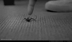 cmdlikescats:  THIS IS WHY BEING SCARED OF SPIDERS IS RATIONAL.
