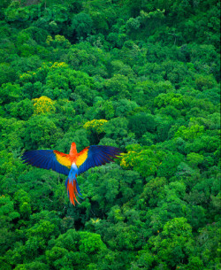 animalgazing:  Macaw 