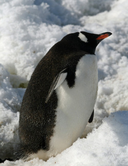 fckyeah-penguins:  Gentoo penguin 27 by ruthhallam on Flickr.