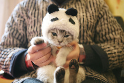 cherry-stainedd:  OHMYGOD. THIS PANDACAT.  
