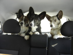 corgiaddict:  Caesar, Rieke and Lisbeth. I will NOT get intimidated