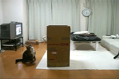  @AdorableBipolar   stabwound:  大きな箱とねこ。big box