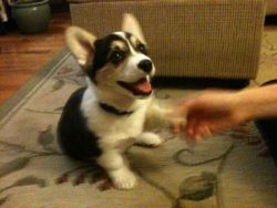 corgiaddict:  Chloe learns to shake! submitted by Heather H