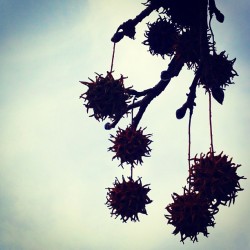 Never noticed these little pricklies hanging from a tree near