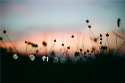 j-p-g:  sunset flower | Flickr - Photo Sharing! 