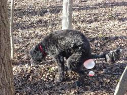 refrickdonk:  Friend’s dog ate gum. Went for walk. This happened.