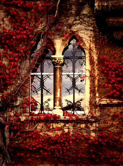bluepueblo:  Ivy Window, Oxford, England photo via medolie 
