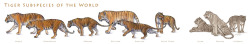  Extant subspecies of Tiger Amur (Siberian) - Currently about