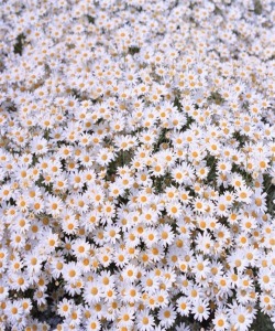 california-daisies:  omg, the smell of it. 