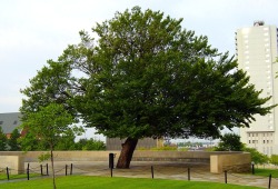 thehousefinch:  Survivor Tree, Oklahoma City Memorial, Oklahoma