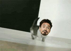 paradox-os:  the-sammich-guy:  Downey Cat :1   what is my life   Best. Thing. Ever?! OMFG  what is- what why am I laughing help  WHERE DO I ADOPT?