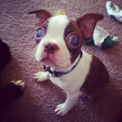 catbountry:  kreedkafer:  lilly-mouse:  This is my rescued nine week old Boston Terrier Opie. He was 2 weeks old when a child opened his eyes too early which caused him to get ulcers and lead him to become blind. For any of you who have met him, you know