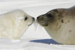 jazzehful:  Baby Harp Seals 
