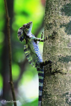 theanimalblog:  Greater Anglehead Lizard (by Camera Trap)  I