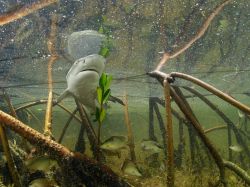 nationalgeographicdaily:  Lemon Shark, BahamasPhoto: Brian Skerry